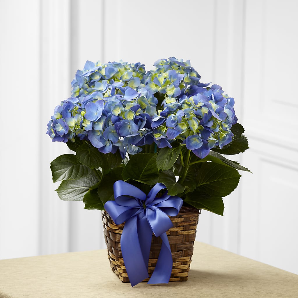 Blue Hydrangea Planter – Park Lake Flowers, Mc Gregor TX