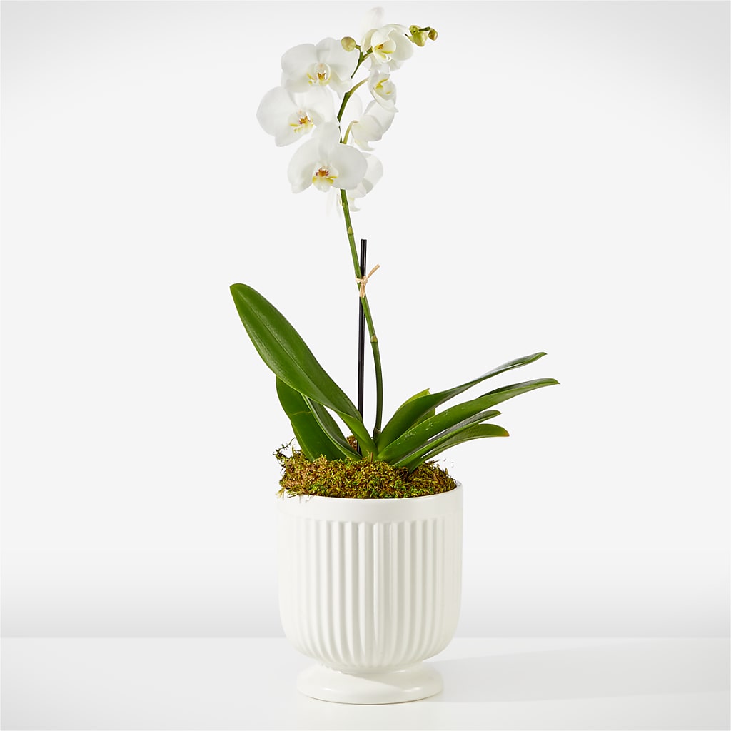 Whispering White Orchid – Park Lake Flowers, Mc Gregor TX