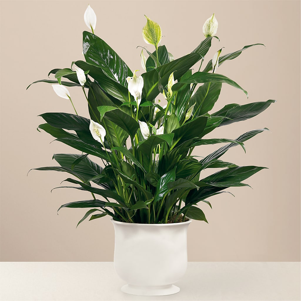 Comfort Planter – Park Lake Flowers, Mc Gregor TX