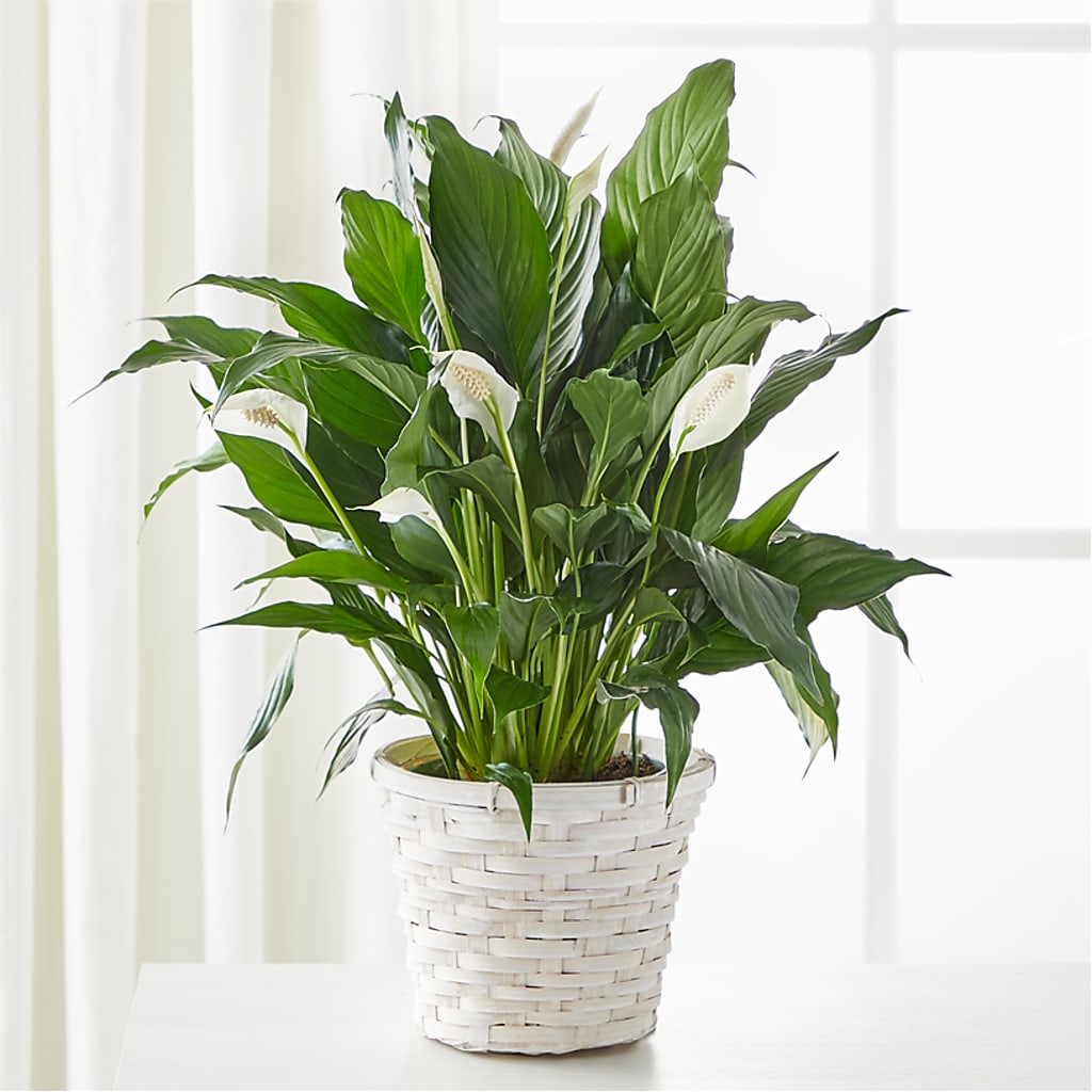 A New Leaf Peace Lily – Park Lake Flowers, Mc Gregor TX
