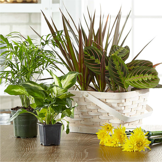 Florist Designed Blooming and Green Plants in a Basket –  Park Lake Flowers, Mc Gregor TX