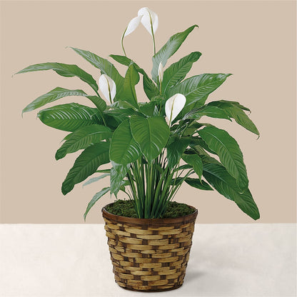 Tranquil Moments Peace Lily Plant –  Park Lake Flowers, Mc Gregor TX