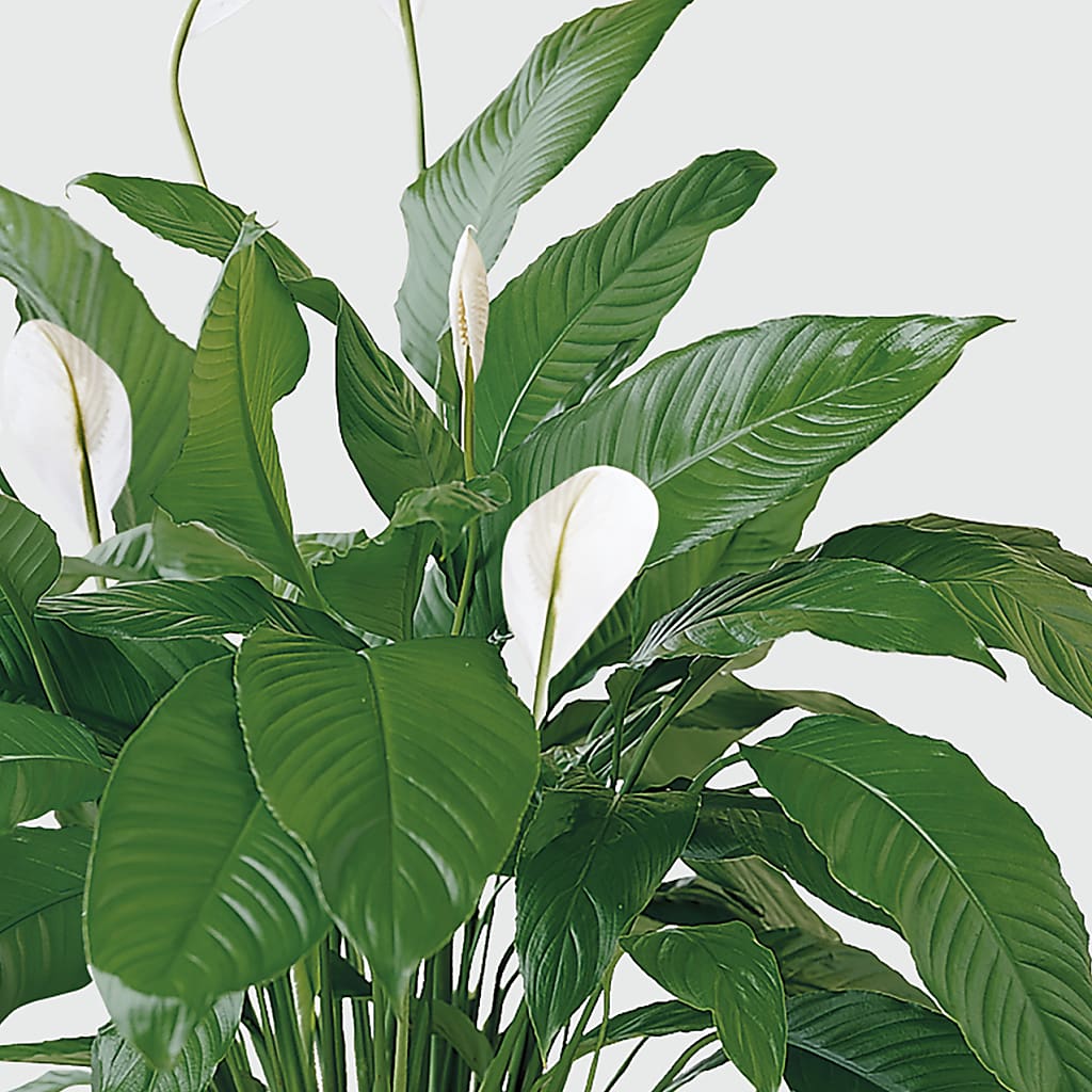 Tranquil Moments Peace Lily Plant –  Park Lake Flowers, Mc Gregor TX