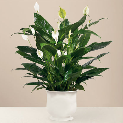 Comfort Planter –  Park Lake Flowers, Mc Gregor TX