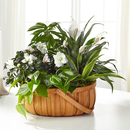 Serene Dishgarden –  Park Lake Flowers, Mc Gregor TX
