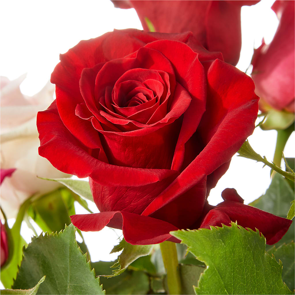 Love Notes Rose Bouquet –  Park Lake Flowers, Mc Gregor TX
